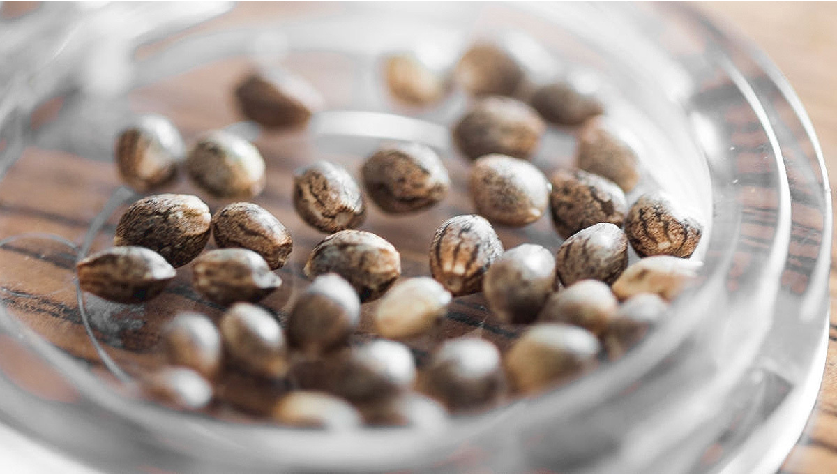 How to store Marijuana seeds properly