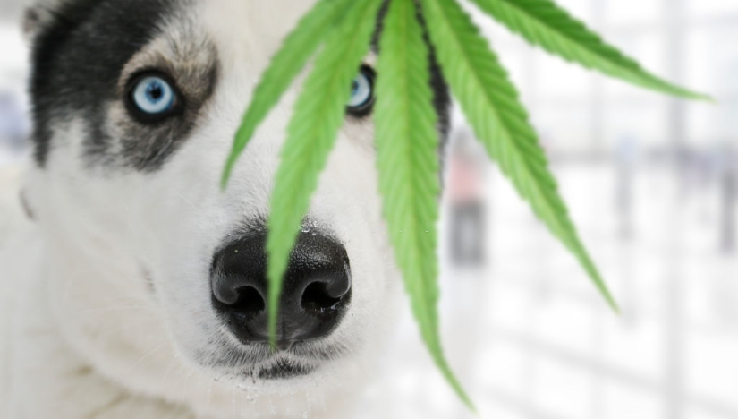 Is Cannabis Safe for Pets?