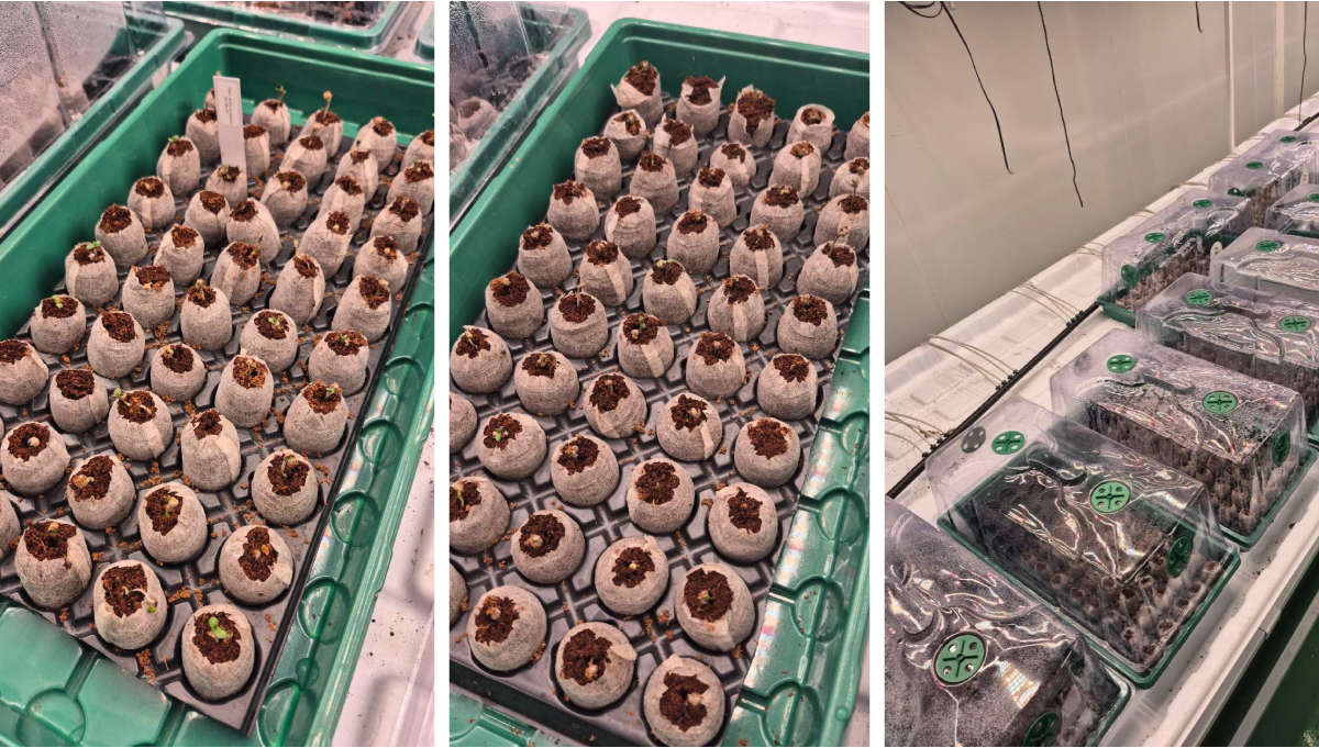 Selection trial single genetic line