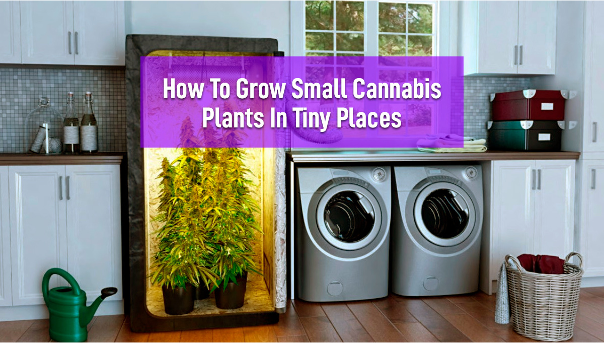 How to Grow Small Cannabis Plants in Tiny Spaces