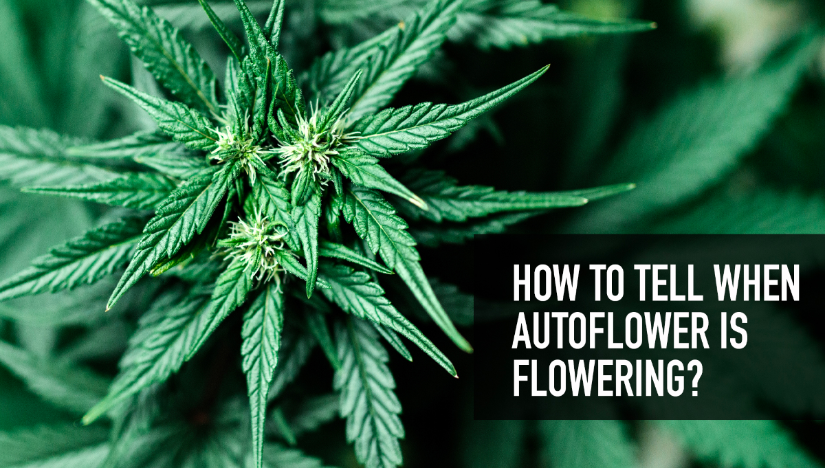 Vaporizadores de hierba: todo lo que necesitas saber - Semillas de marihuana  Autoflorecientes Fast Buds