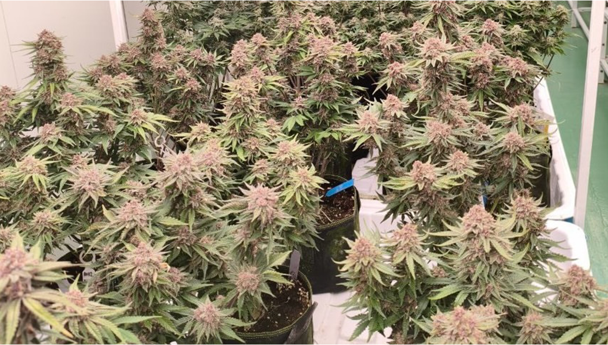 Cherry Cola Auto 新F1開発中