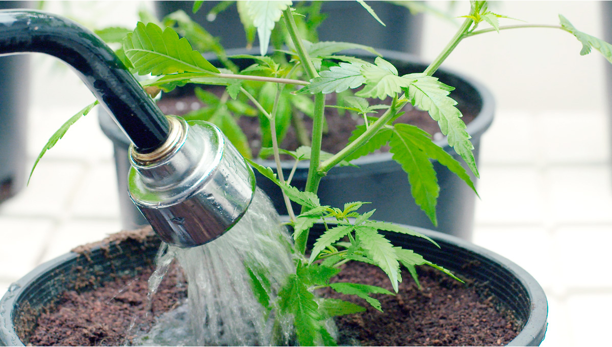 Comment rincer les autofloraisons