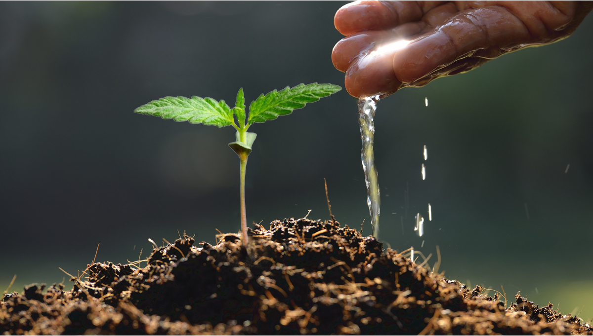 Nutriments organiques fait maison KNF