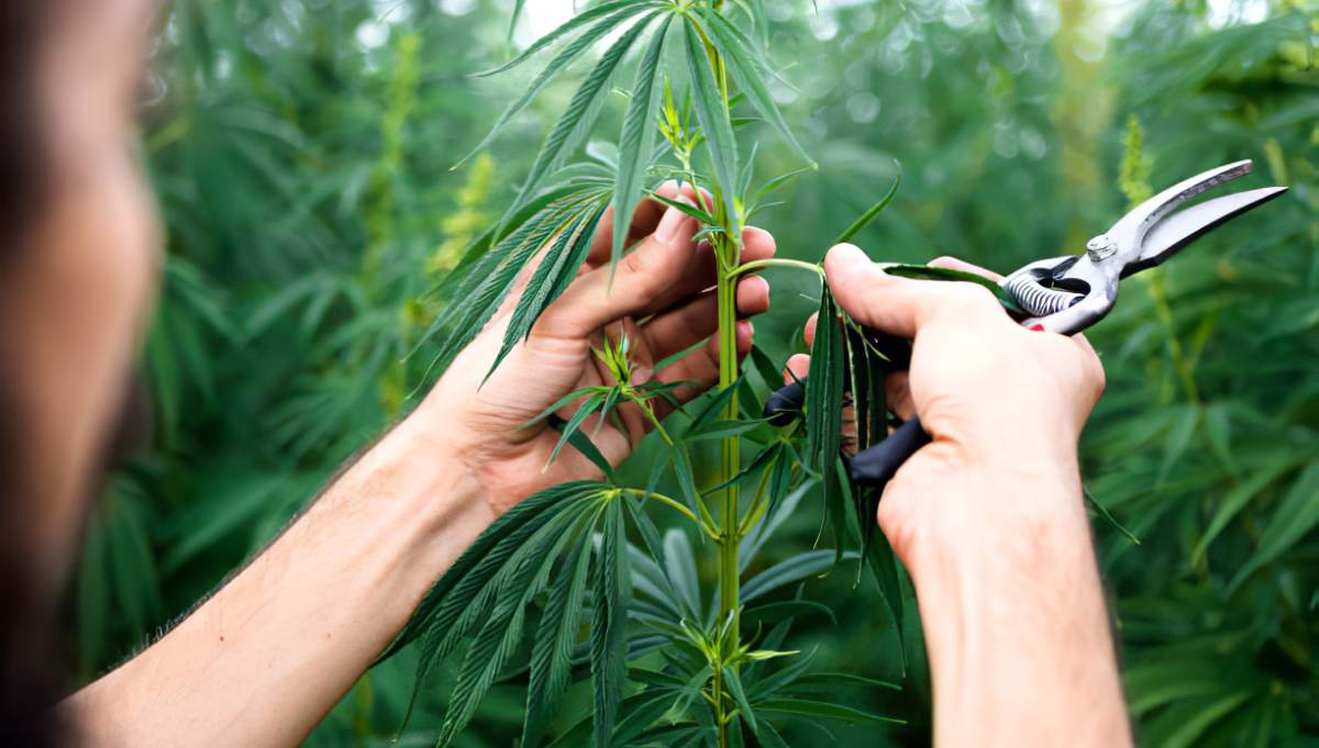 Accesorios Cannabis  ¡Descubre el TOP Ventas de !