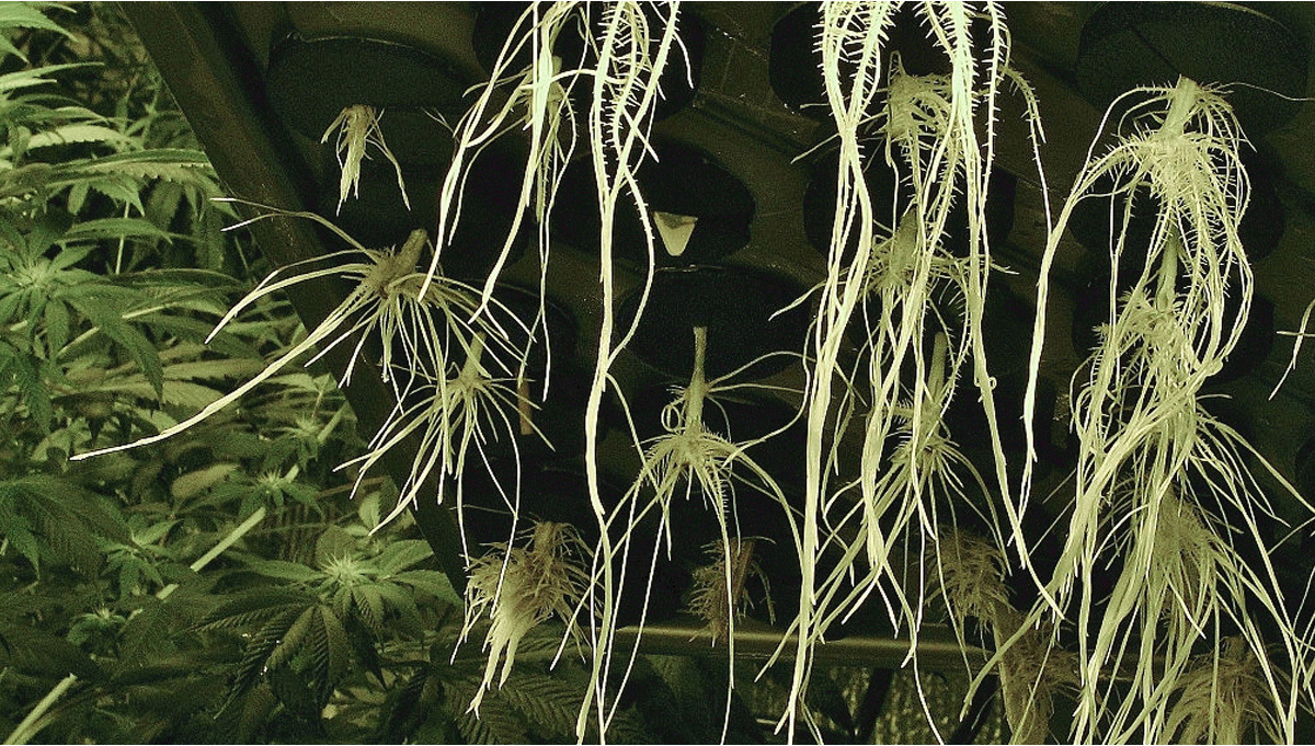  Come Identificare e Trattare i Problemi Delle Radici Della Cannabis