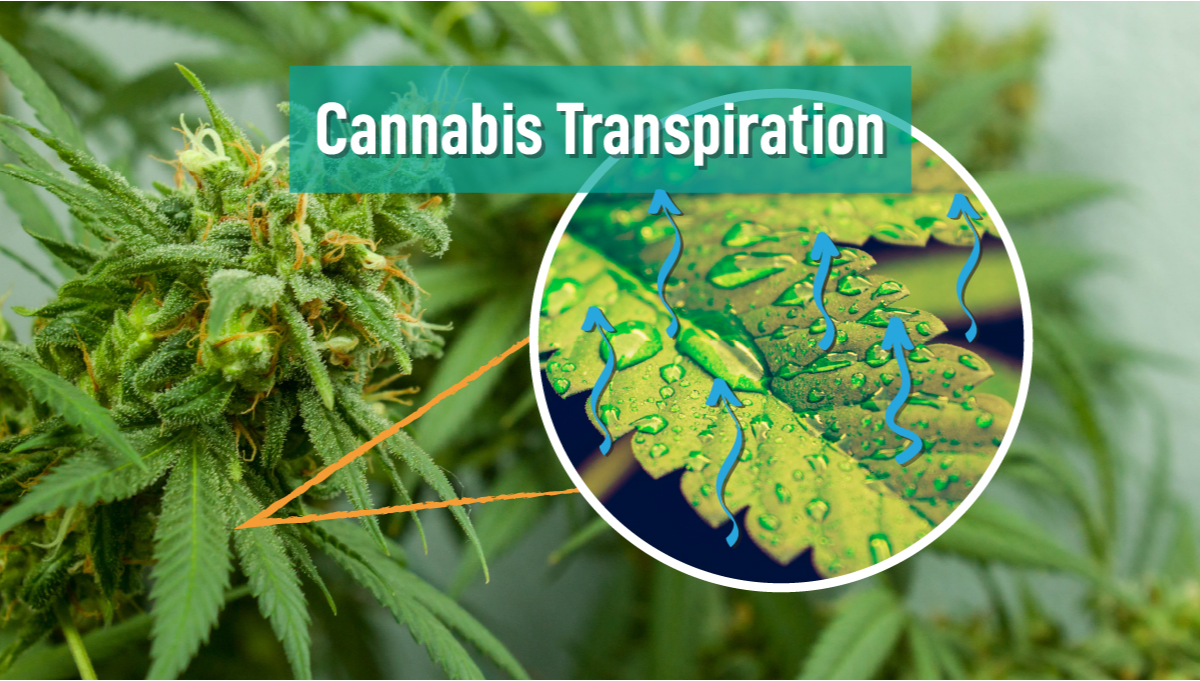 Receptor Accesorios Tregua Transpiración del cannabis: Cómo mejorar el crecimiento de las plantas -  Semillas de marihuana Autoflorecientes Fast Buds