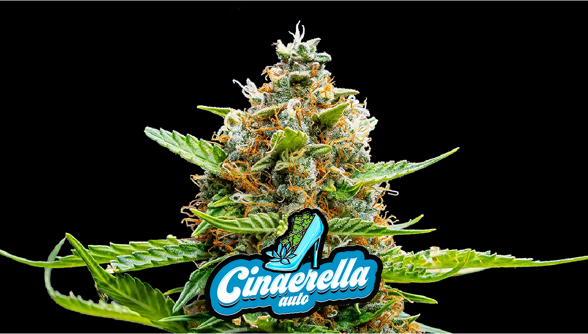 Cinderella Auto Cannabis Strain WeekByWeek Guide