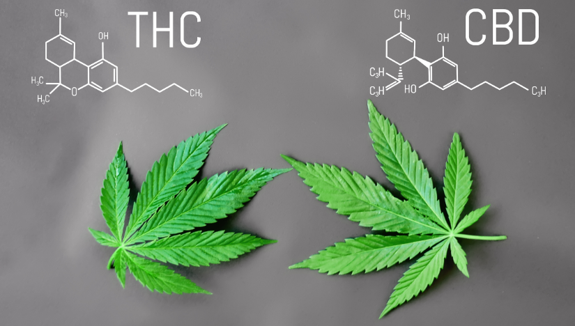 Qual è la differenza tra THC e CBD? - Semi di Cannabis Autofiorenti Fast  Buds