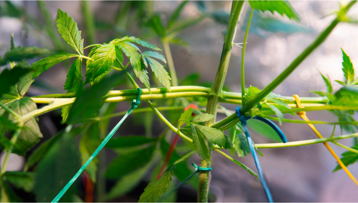 Quand dbuter le Low Stress Training sur votre auto