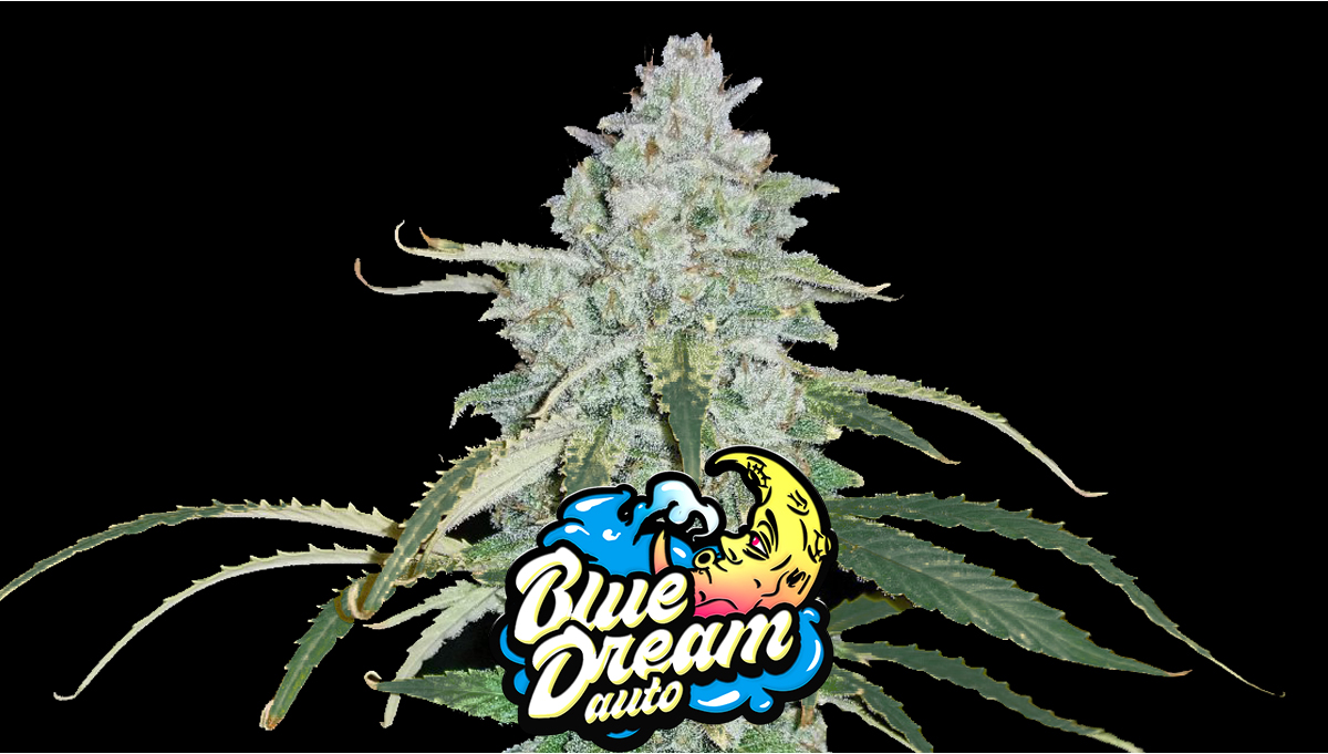 Blue Dream Auto Seeds – Buy Blue Dream Weed Strain | Fast Buds