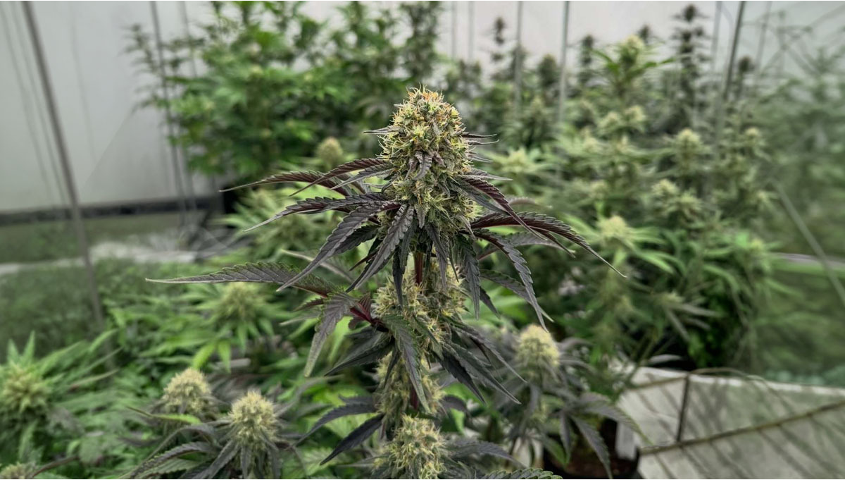 Najszybsi Czempioni: Aktualizacja z pokoju testowego autoflowerów