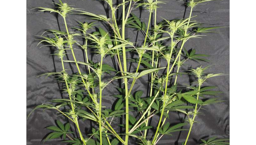 How to Control Stretching of Cannabis Plants?