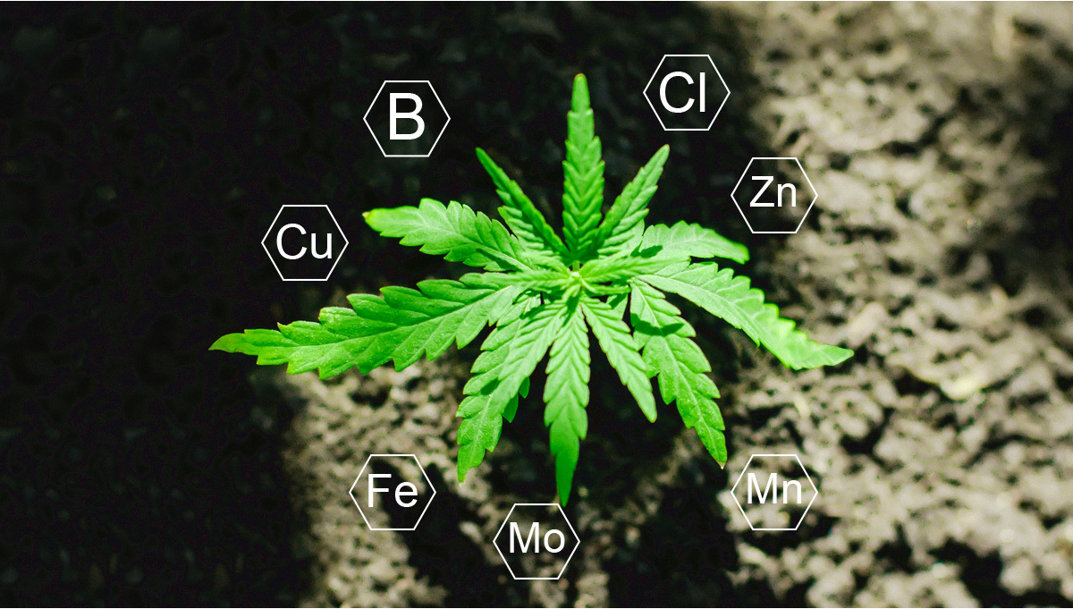 Nutrizione della Cannabis Cosa sono i Micronutrienti 