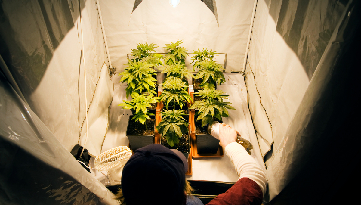 How to Grow Cannabis for the First Time Indoors