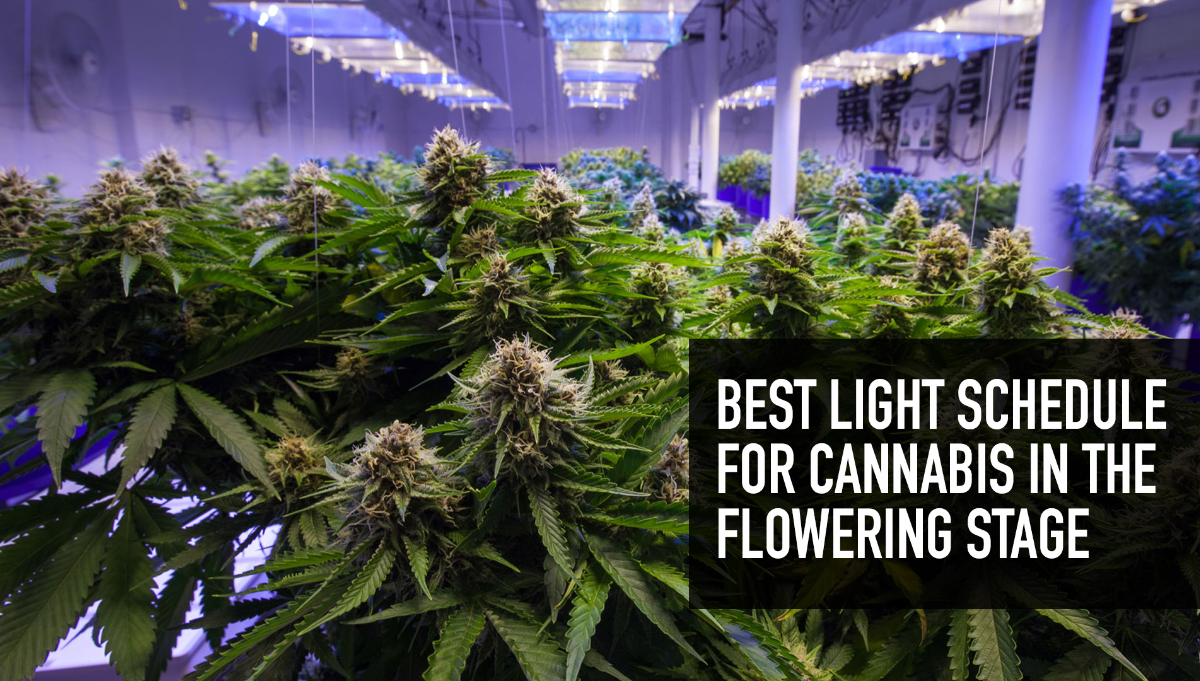 Best Light Schedule For Cannabis In The Flowering Stage | Fast
