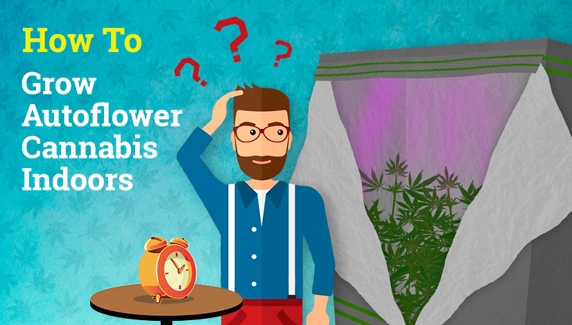 How to Grow Autoflower Cannabis Indoors | Fast Buds UK