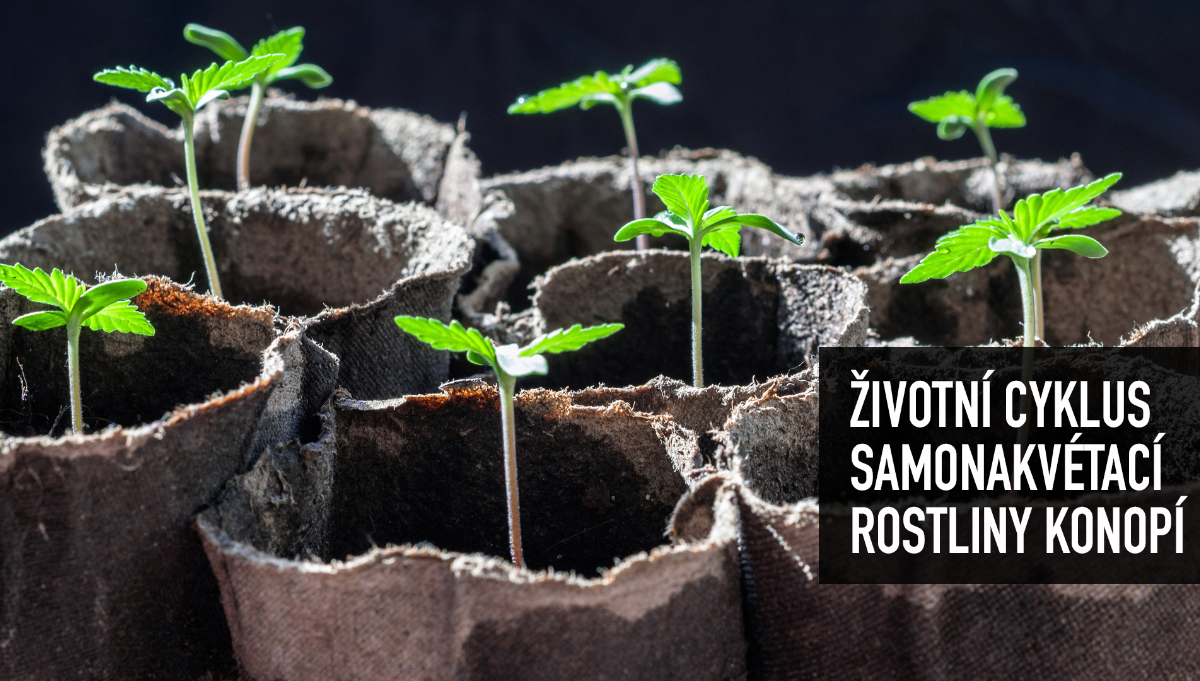  ivotn cyklus samonakvtac rostliny konop