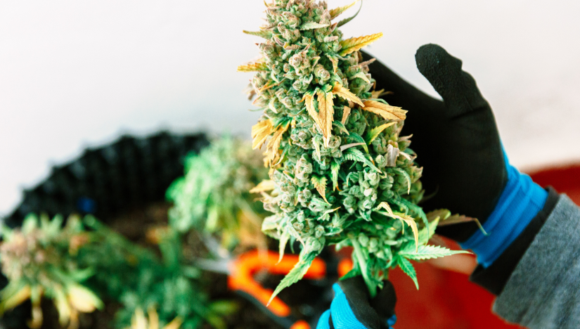 Время сбора урожая марихуаны лечебные конопли