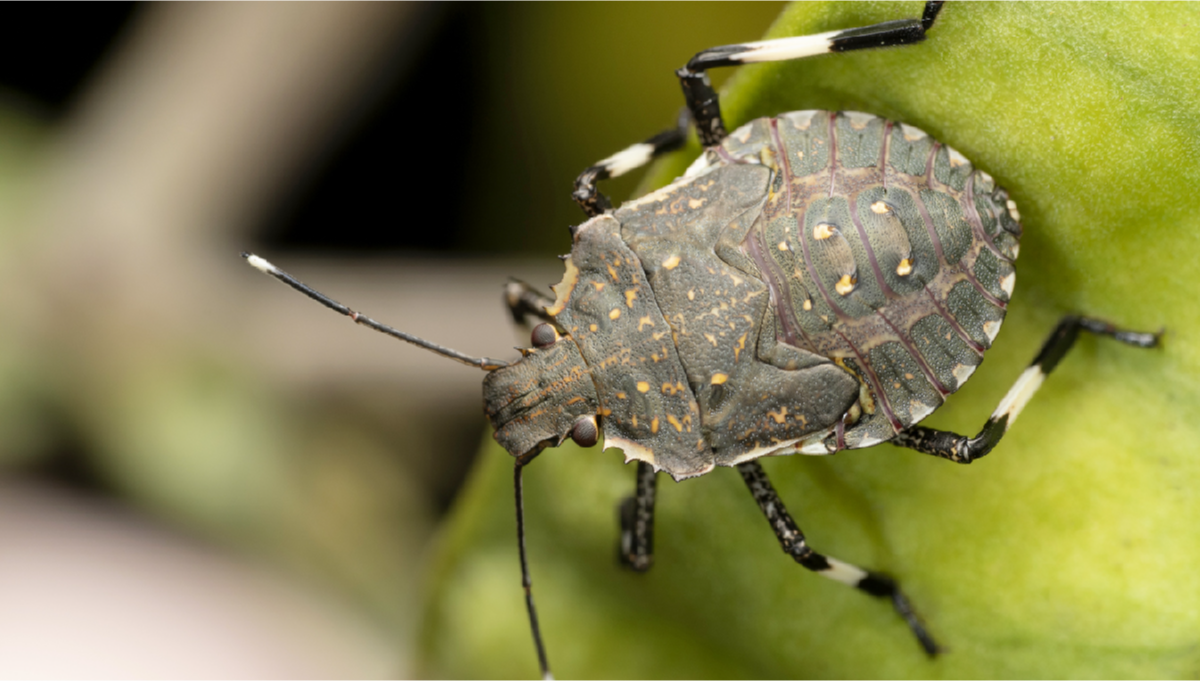Most Common Pests in Cannabis Stink Bugs Fast Buds