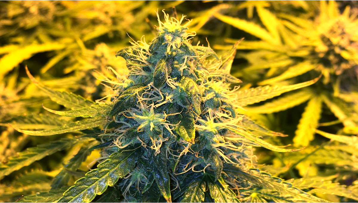 AK Auto Woche fr WocheAnleitung