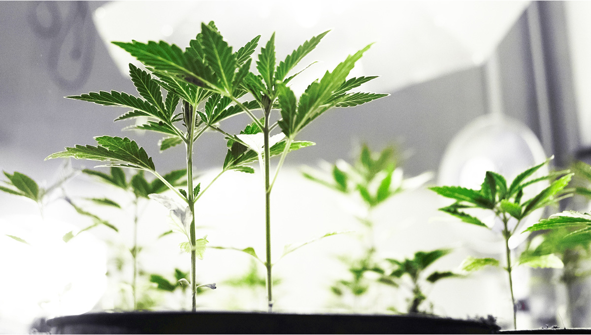 Почему медленно растет конопля конопля растение рода cannabis