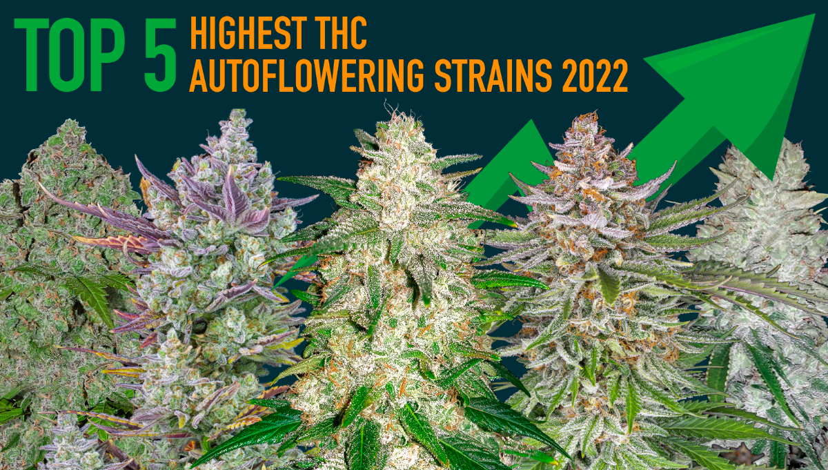Top 5 Highest THC Autoflowering Strains 2022