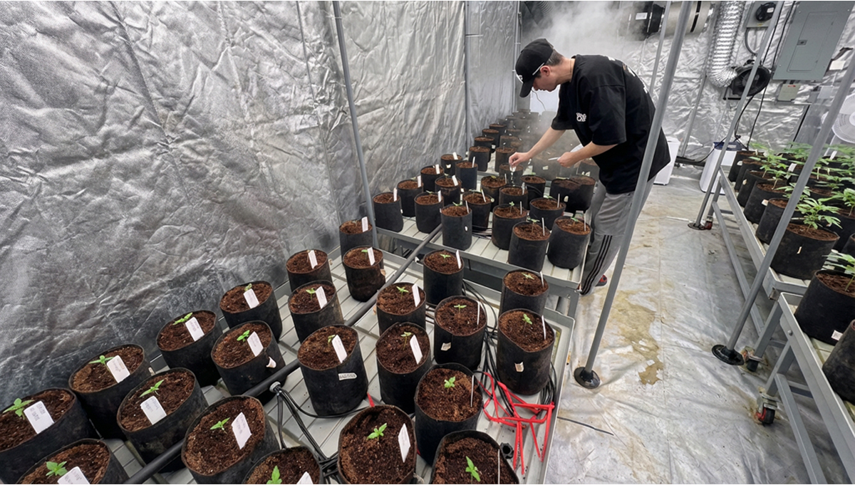 Original Amnesia Haze Auto Poplasyon Seim Sreci Balad