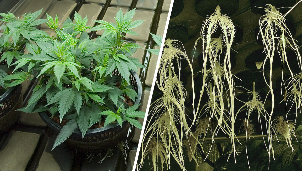 Hydroponic vs Soil Cannabis Cultivation - RQS Blog