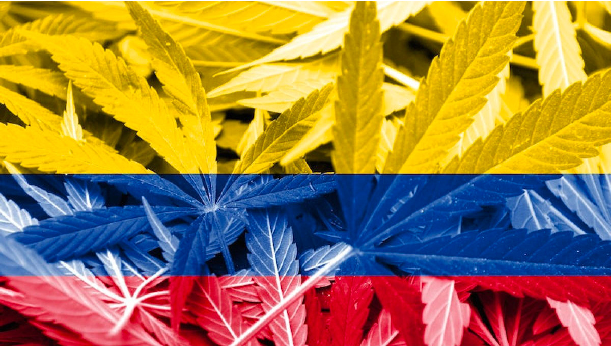 La Colombia può diventare il leader mondiale della cannabis