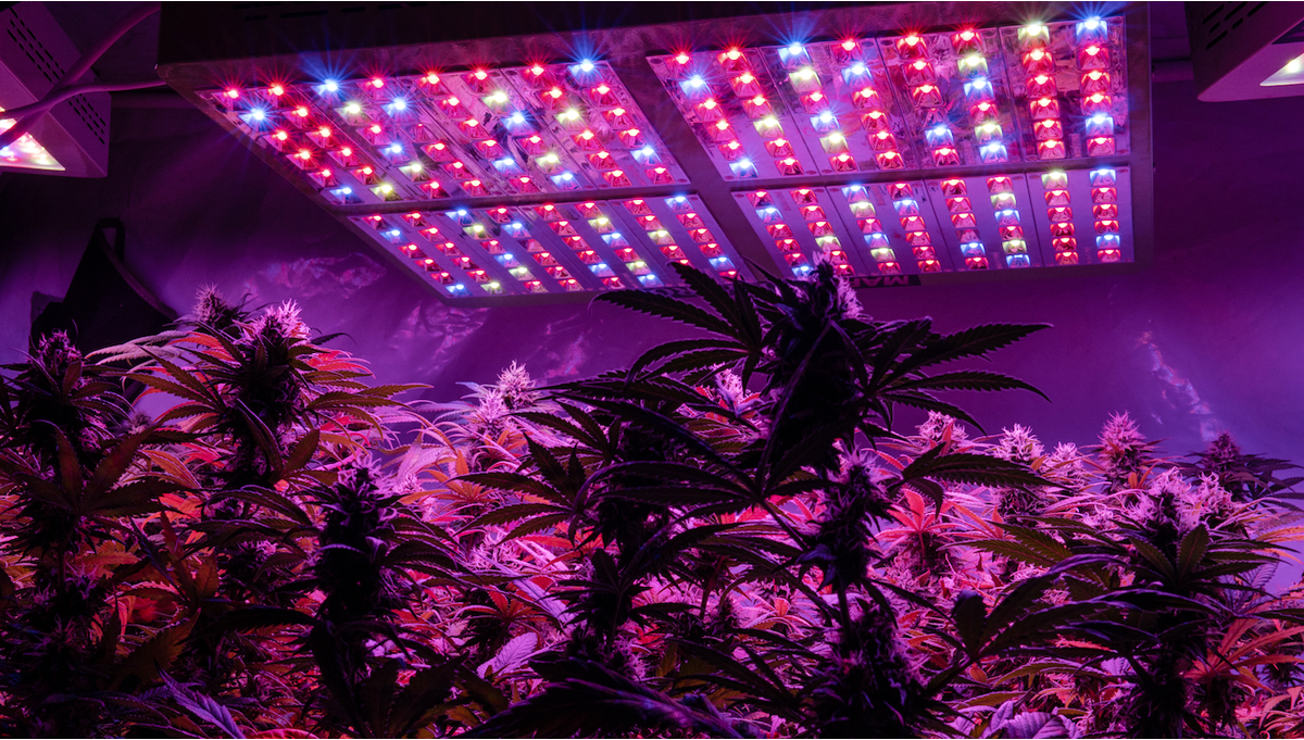 Lights To Grow Autoflowering Cans