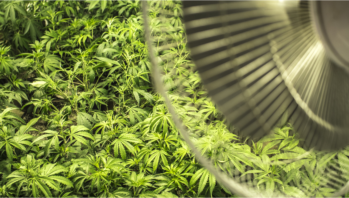 inalámbrico Miseria Serafín La importancia de la circulación del aire en el cultivo de cannabis en  interiores - Semillas de marihuana Autoflorecientes Fast Buds