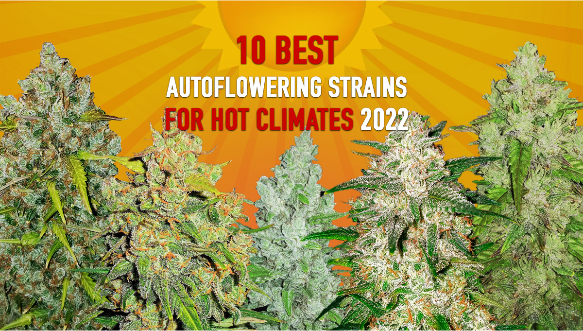 10 Best Autoflowering Strains For Hot Climates 2022