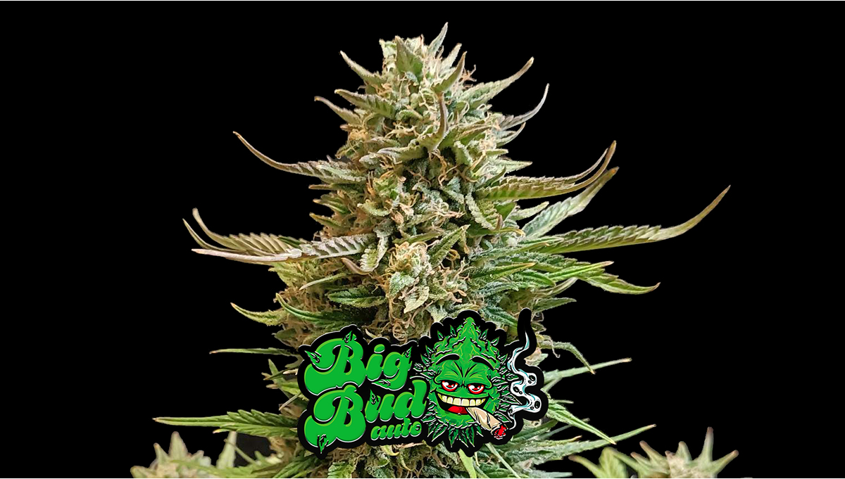 Big Bud Auto Cannabis Strain Week-by-Week Guide | Fast Buds