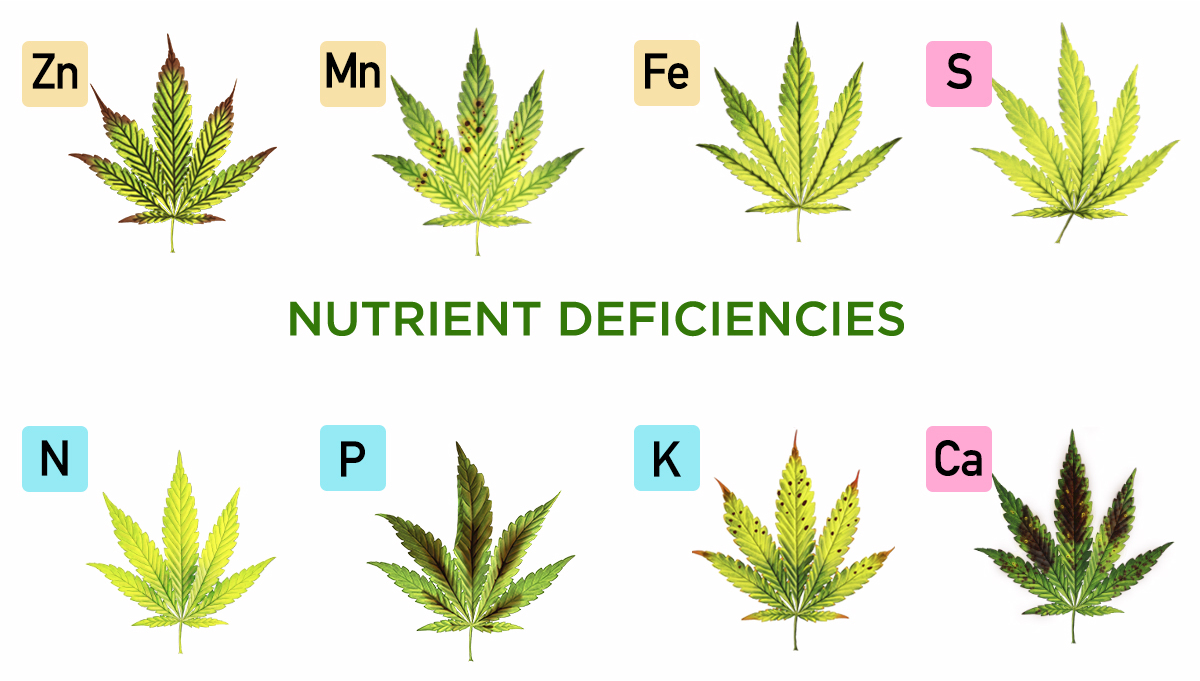 marijuana deficiency chart