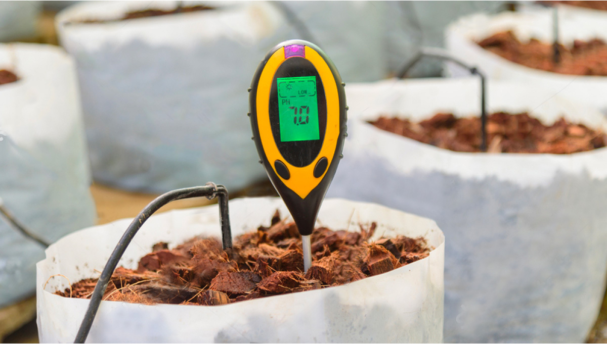 Che cos il Livello di pH e perch Importante per la Coltivazione di Cannabis