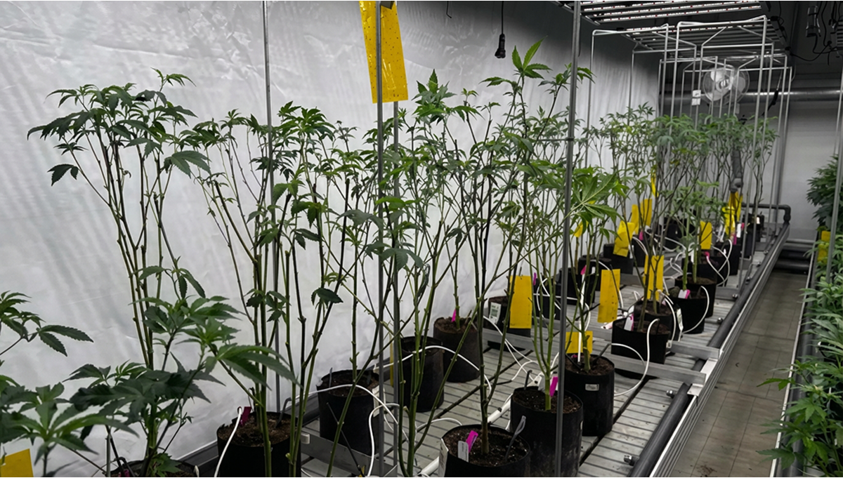 Aggressive Mother Plant Management (Defoliation / Lollipopping / Topping)