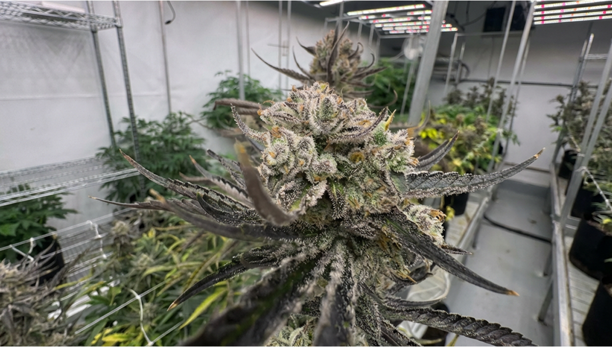 Neues RF3-Linien-Update: Finale Phase vor Veröffentlichung