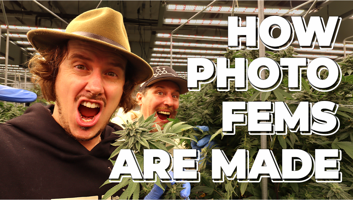 Kweekfaciliteiten: hoe onze fotoperiodieke gefeminiseerde soorten worden gemaakt