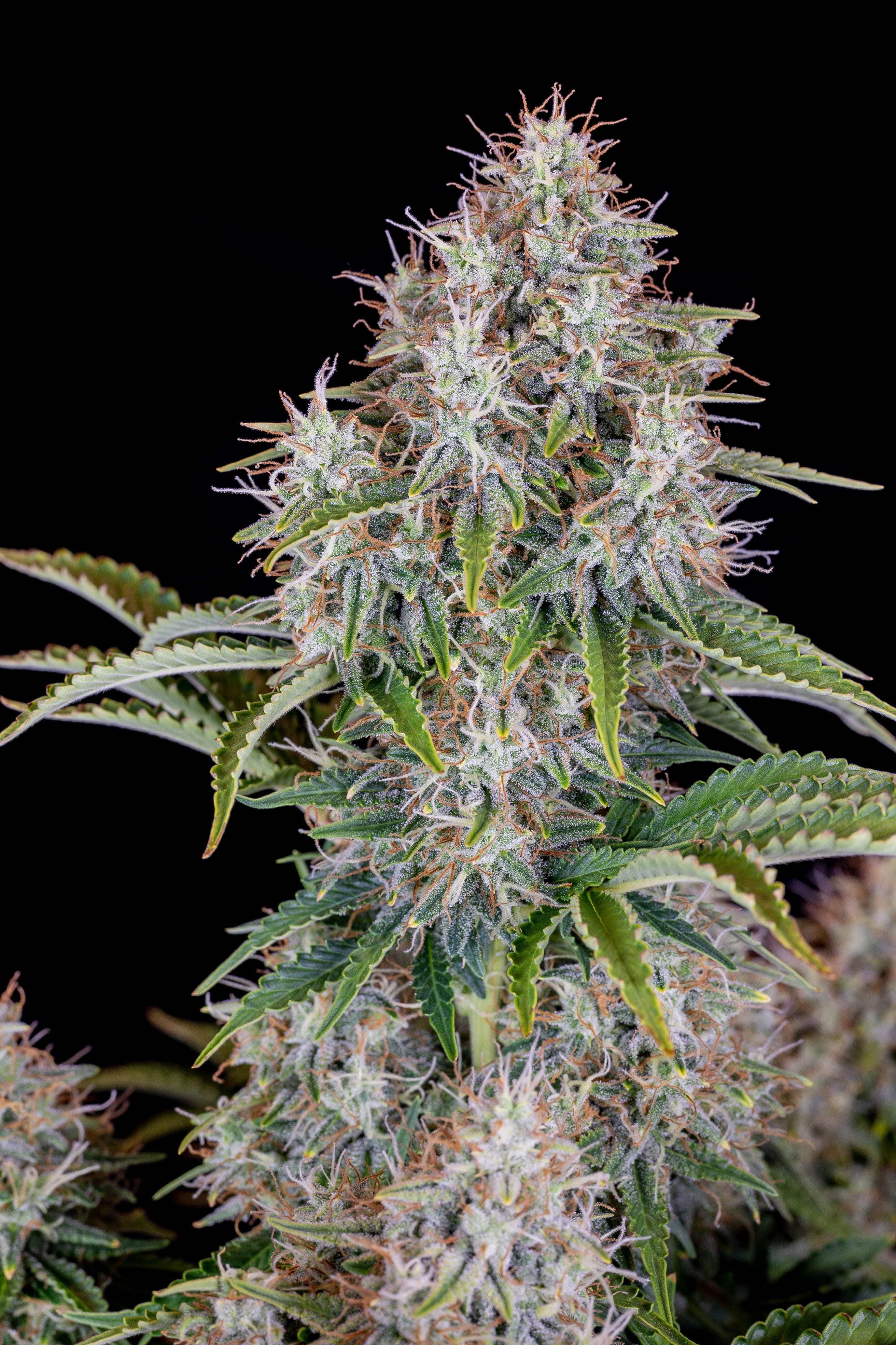 Cinderella Auto Cannabis Seeds – Buy Cinderella Weed Strain | Fast Buds