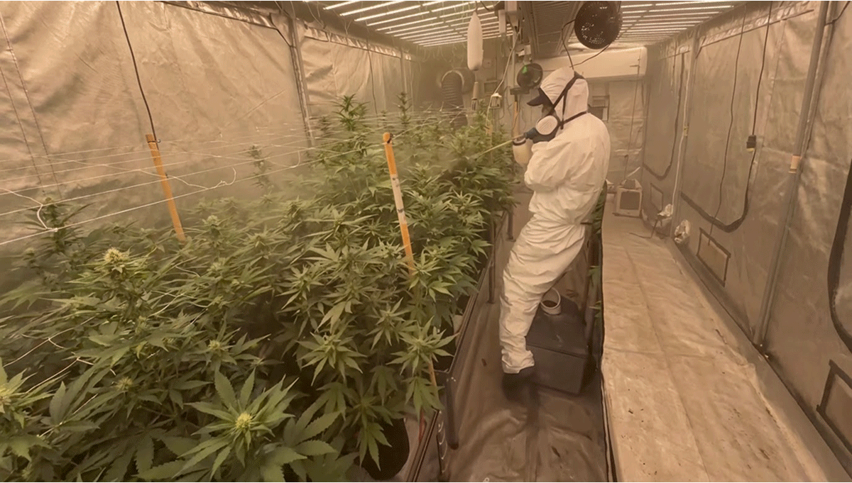 Neue Bestäubungstechnik: Die „Fast Buds Gun“