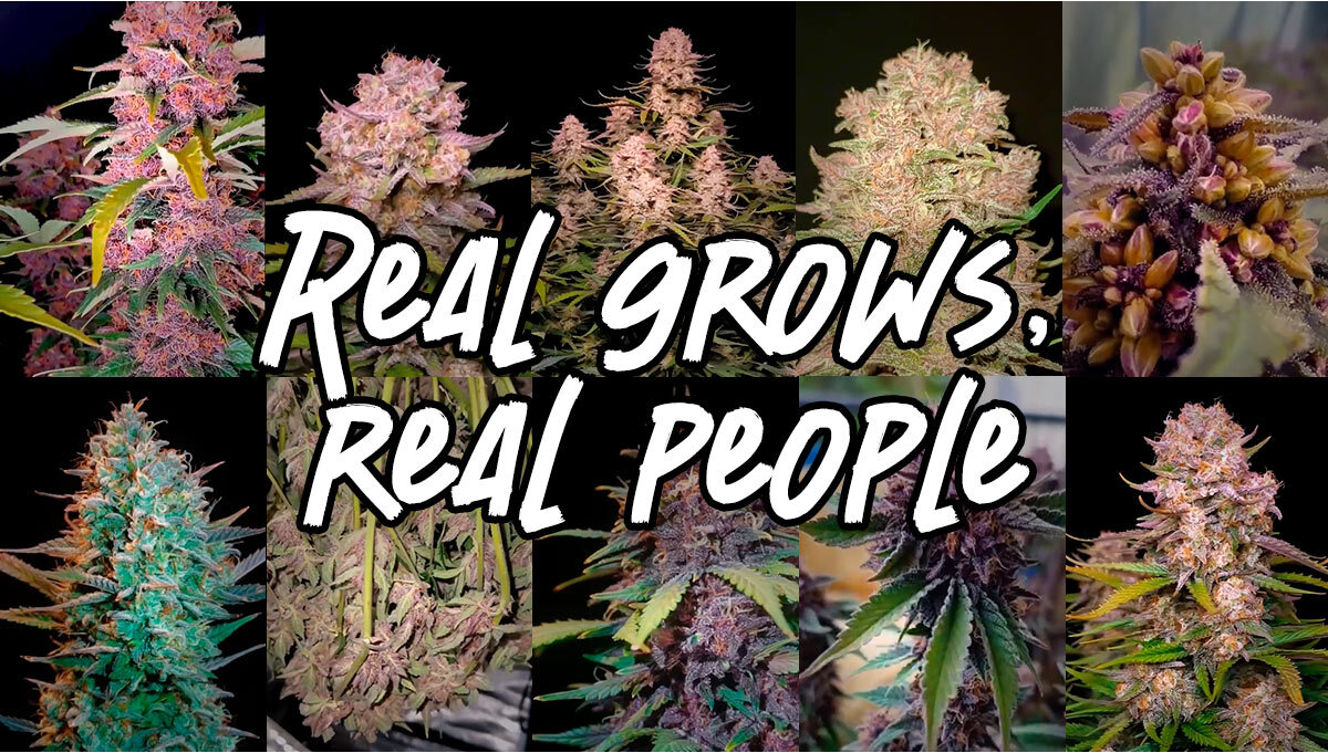 Risultati Reali, Veri Growmies