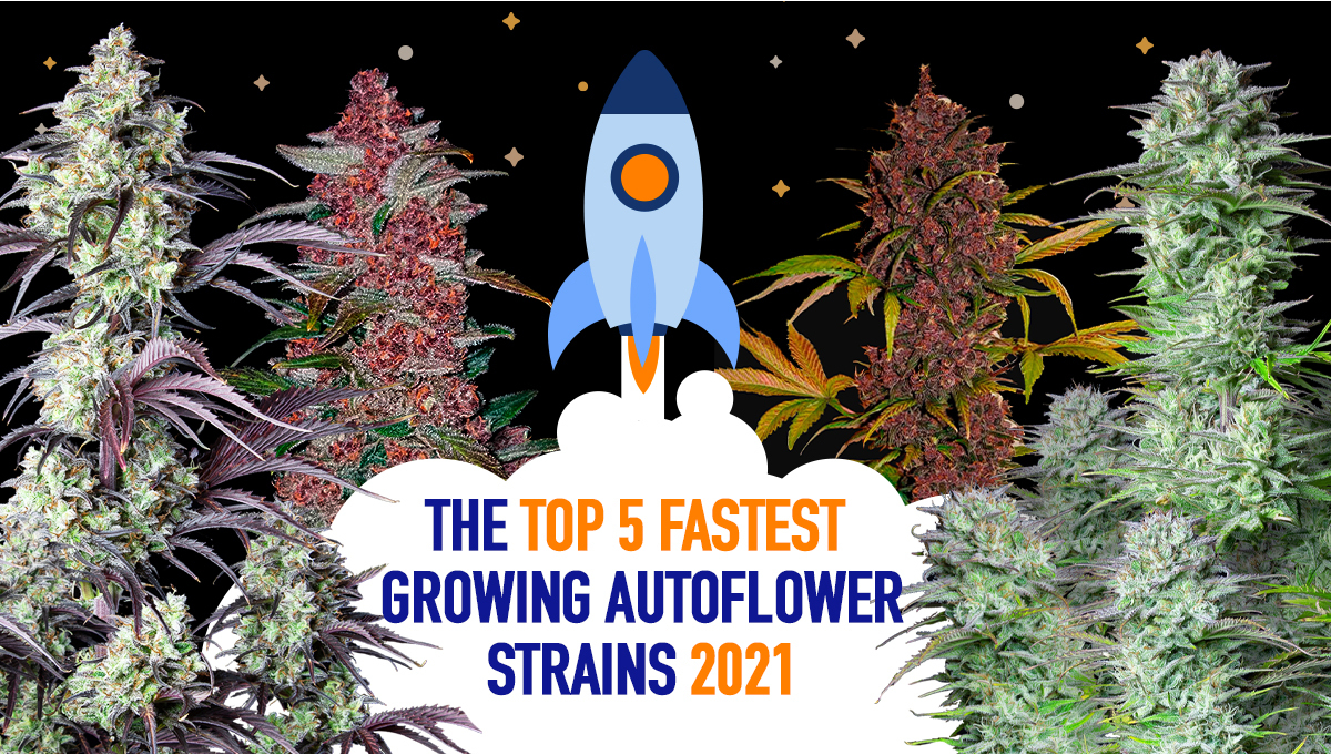 The Top 5 Fastest Growing Autoflower Strains Fast Buds
