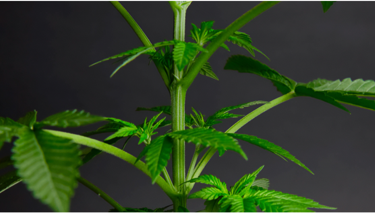 Wie kontrolliert man das Hochwachsen von Cannabispflanzen