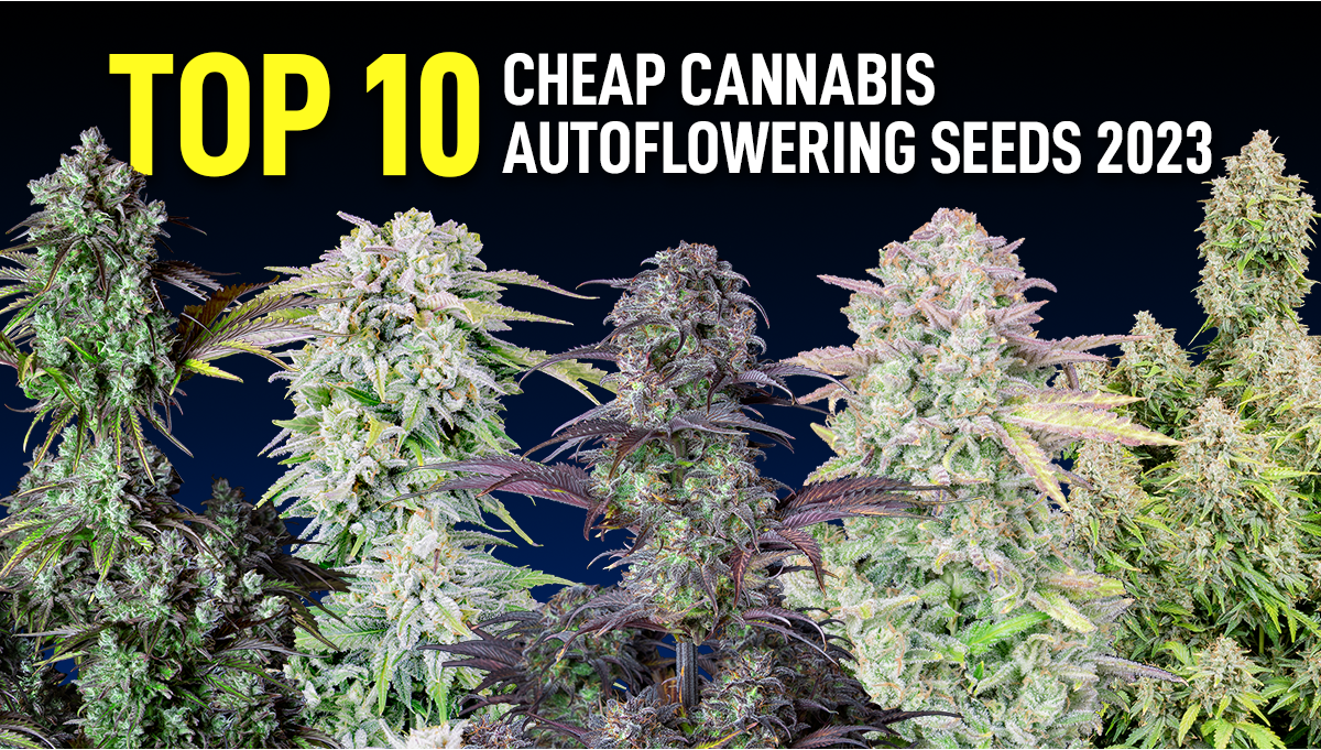 Where to Find Cheap Marijuana Seeds in the USA: Cheapest Cannabis Seeds in  2023