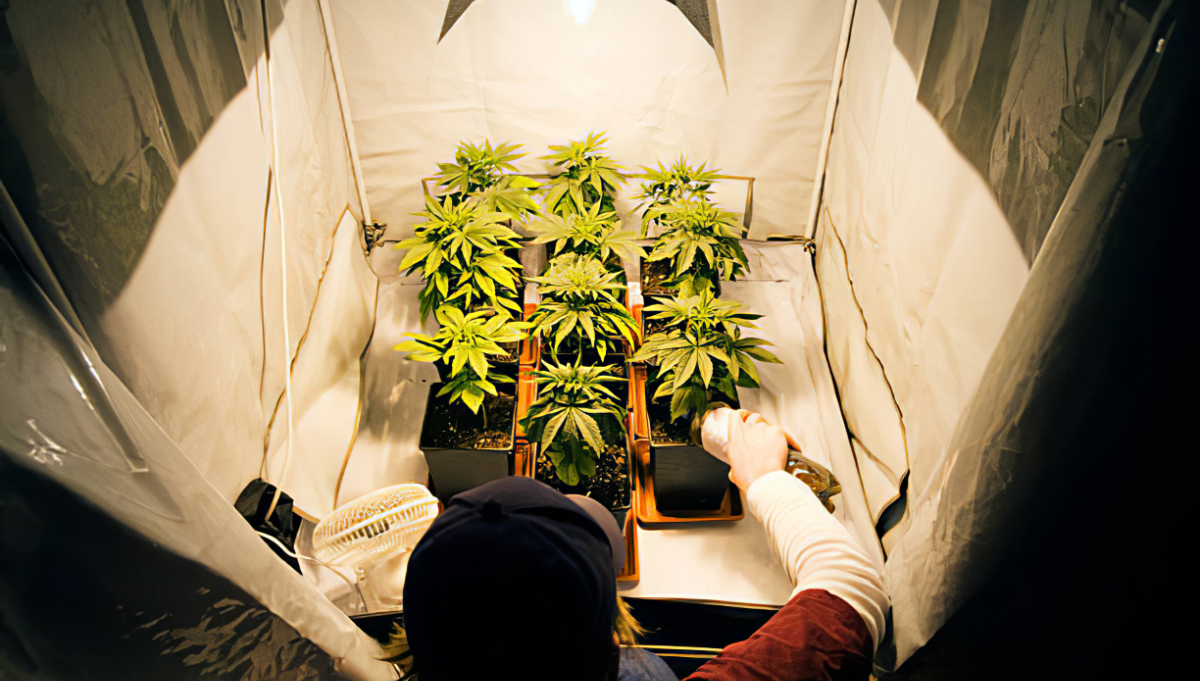 как выращивать в подвале марихуану