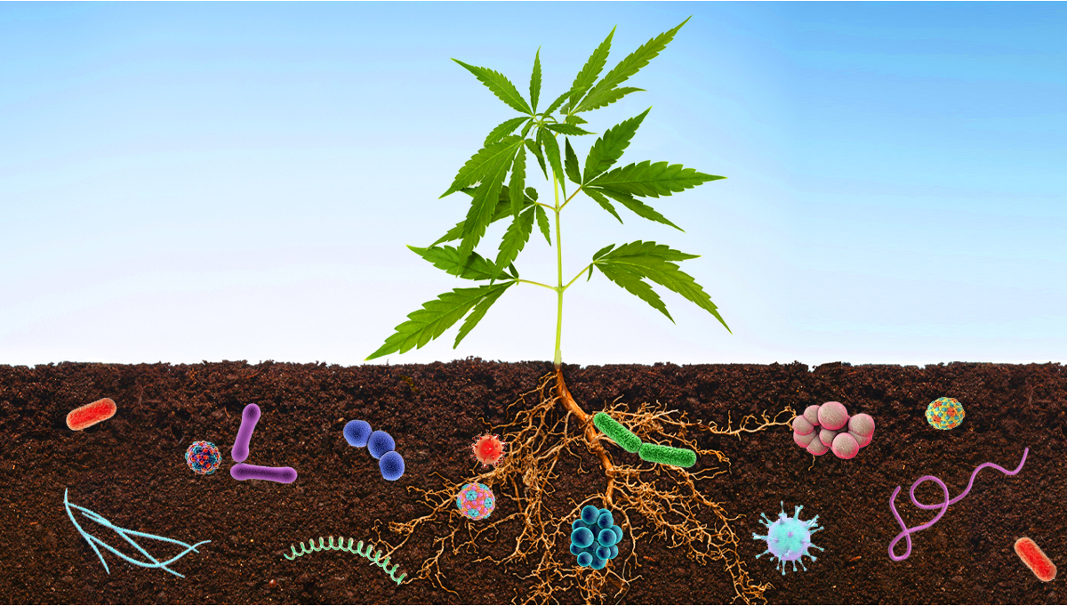 Benefits Of Microorganisms In Your Cannabis Garden Fast Buds