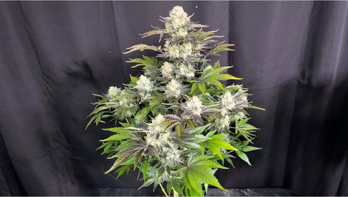 Eine herausragende Autoflower-Variante in 84 Tagen