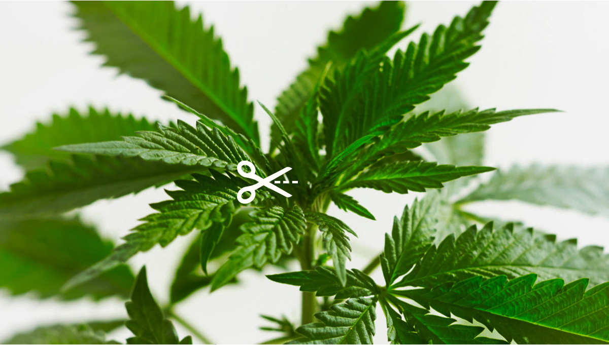 Tout savoir sur le Fimming des plantes de cannabis autofloraison