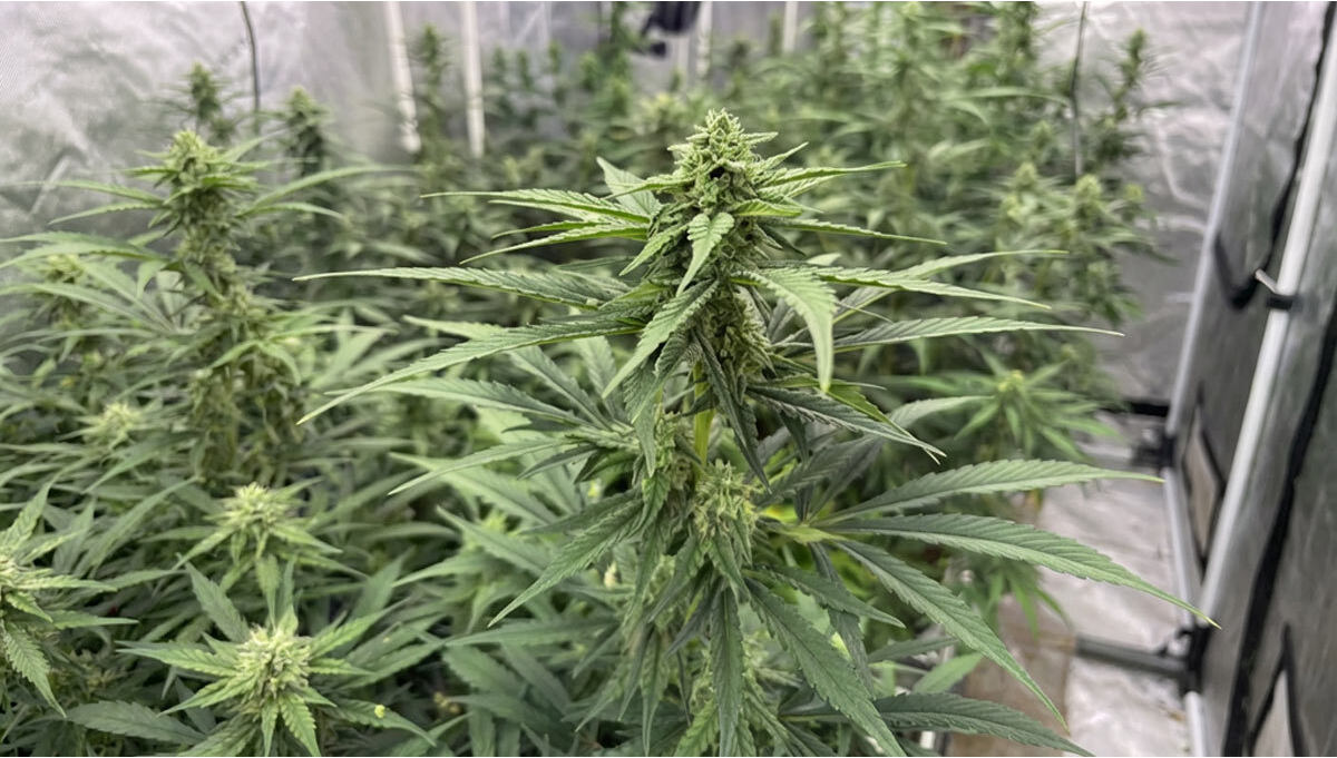 Refining Gorilla Cookies Auto Advancing the Next Generation